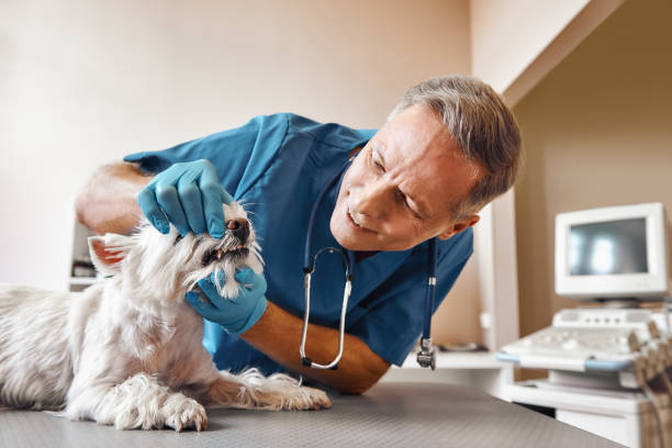 Best Emergency Denture Repair in St Ignace, MI